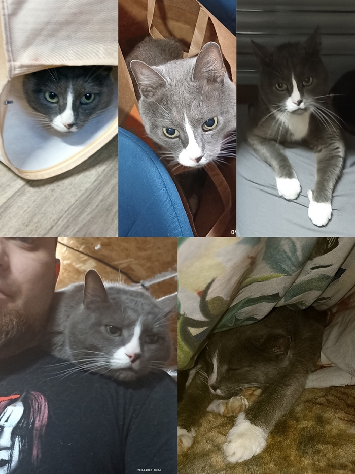 Ну вот и мой ушёл на радугу...