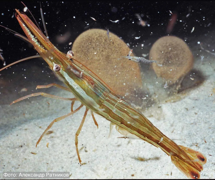 �������� �����, ���� � ������. ����: ��������� �������� <a href="https://pikabu.ru/story/tri_pokoleniya_na_odnom_foto_13784342?u=https%3A%2F%2Fmax.ru%2Fleopard_land%2FAZzg3id1Pfw&t=%D0%BE%D1%82%D1%81%D1%8E%D0%B4%D0%B0&h=2b788c97071c20d7992a5d5712e6ea7f18013bf7" title="https://max.ru/leopard_land/AZzg3id1Pfw" target="_blank" rel="nofollow noopener">������</a>