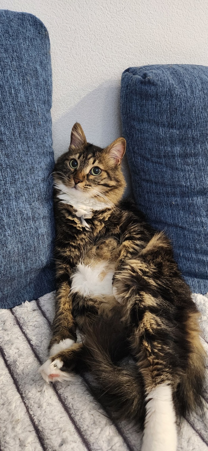 ���������� ������� #230