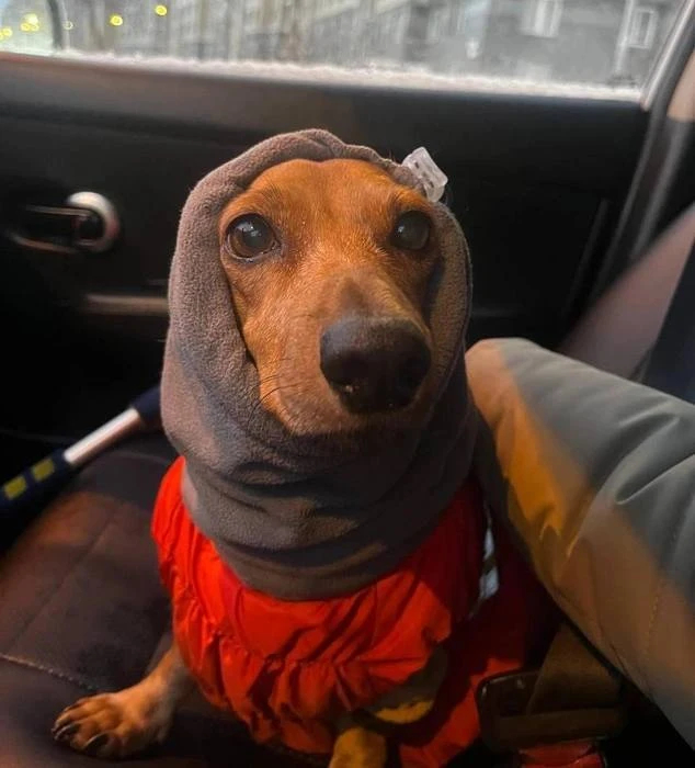 � �����-���������� ����������� �������, ������� ����� ��� ������� ��������� ��������