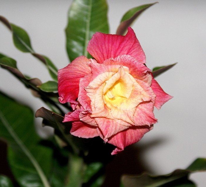 ������ ��������