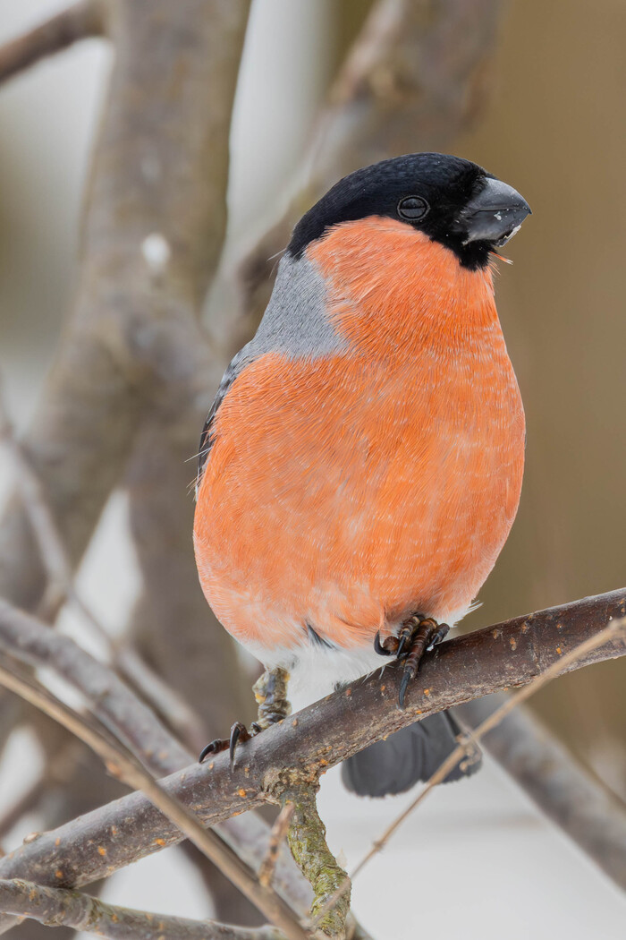 (���� �� ���� ��� ������� ��������)