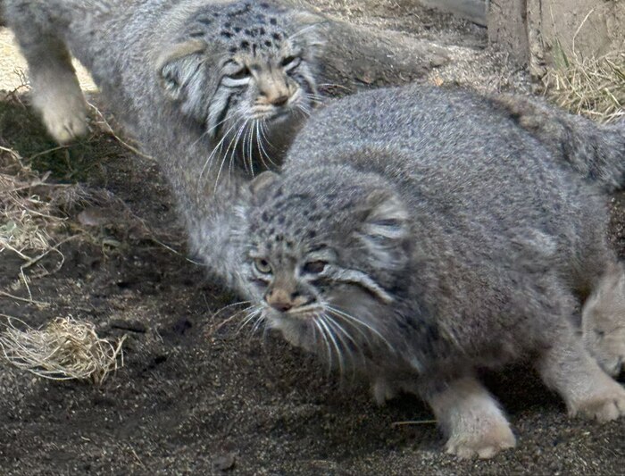 Ответ на пост «Догонялки»