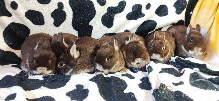 ����� ���������