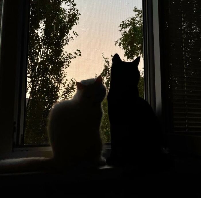 � ���� ������ ������