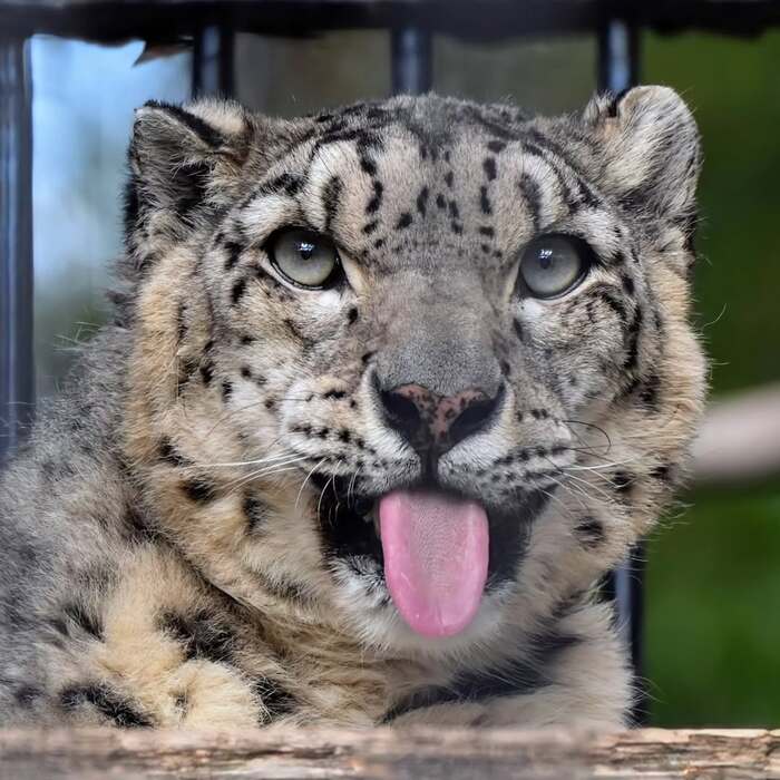 ������� ��������