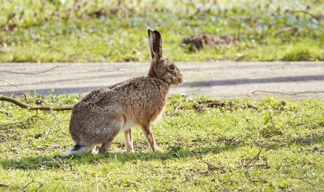 Такой великолепный заячий экземпляр встретился мне вчера. Было их всего трое или четверо, бегали друг за другом чуть ли не по ногам у меня.