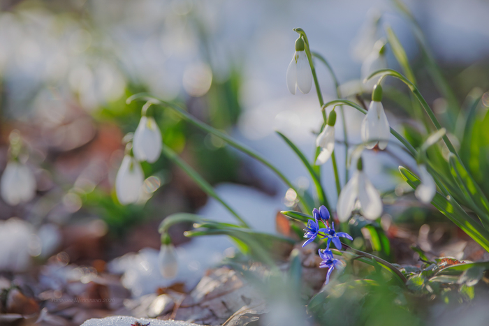 С пролеской
