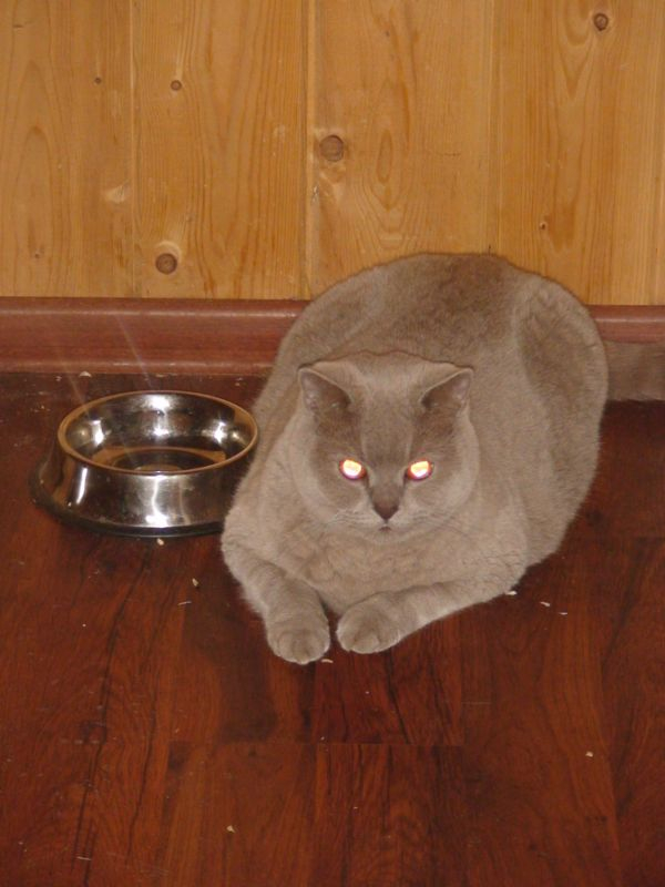 ����� ���������