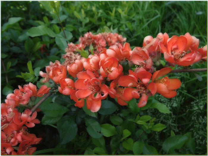 цветёт айва