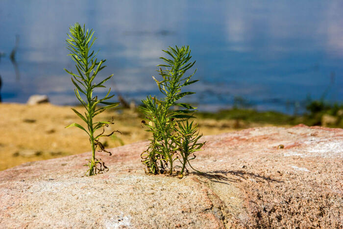 ����������� �������������. ����: ����� �����������