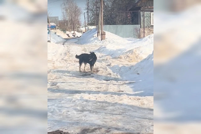 ����: ���������� ��������