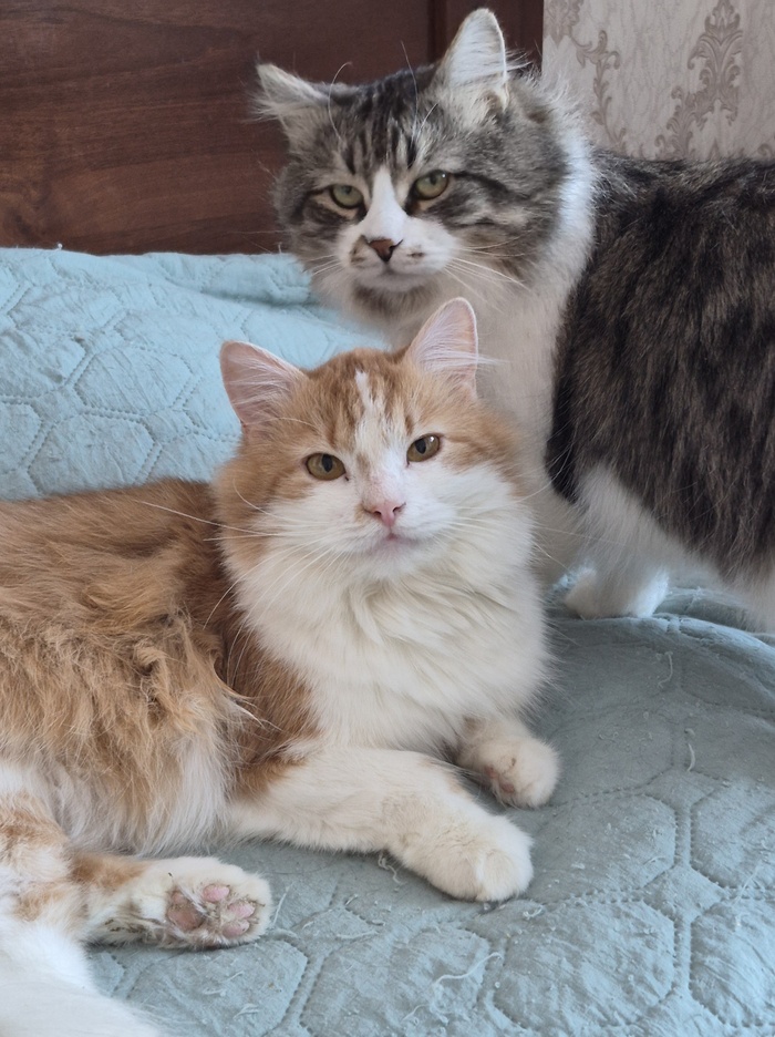 ��� �������� ������, ����� � �����