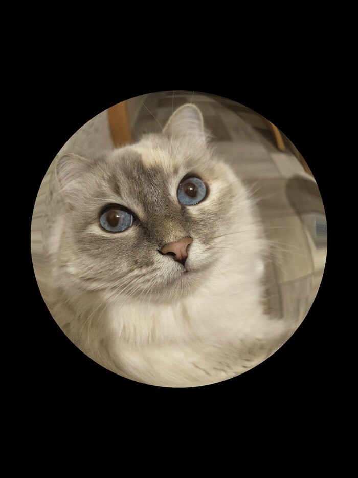 ��� �������