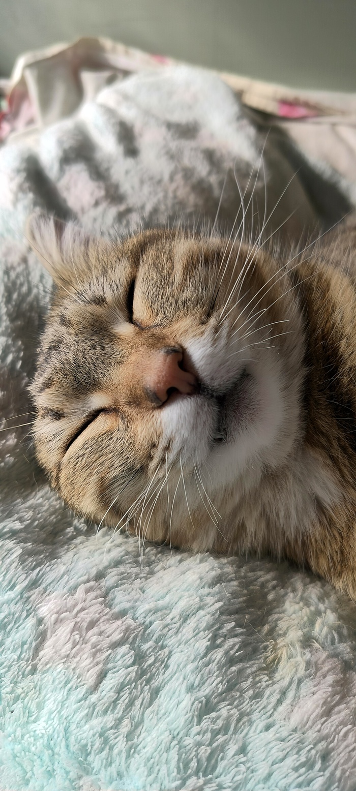 ����� ���