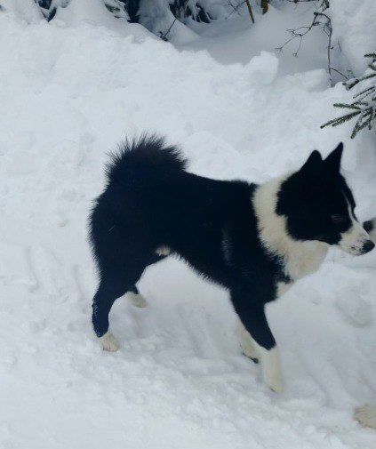 ���� ��� ���������� ������