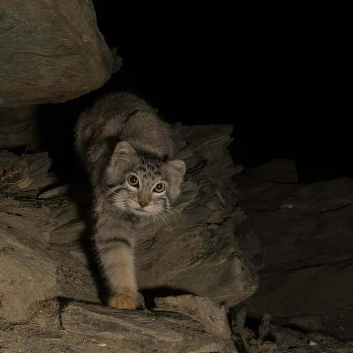 ������ �����