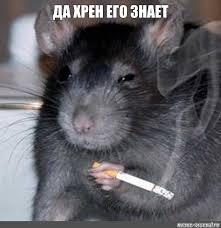 �������, �������� RPE � ���� � ����������� ����������