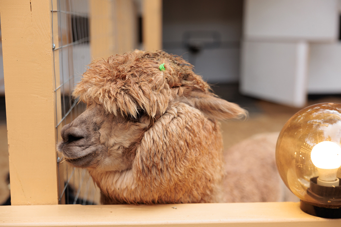 �������� ���� ����� ���������� ���� ����� �� �������� ��������