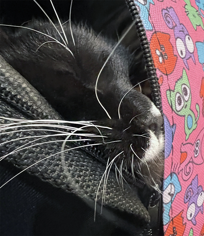 Визит к ветеринарам