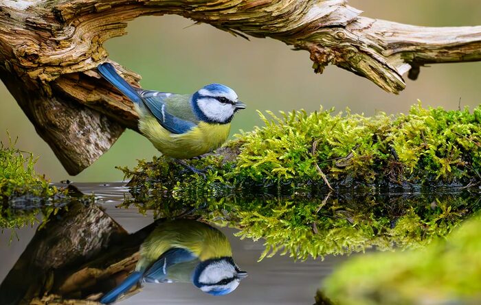 Прокремлевский информационный пузырь Мефодия — 41(1159)