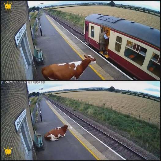 ������ �������