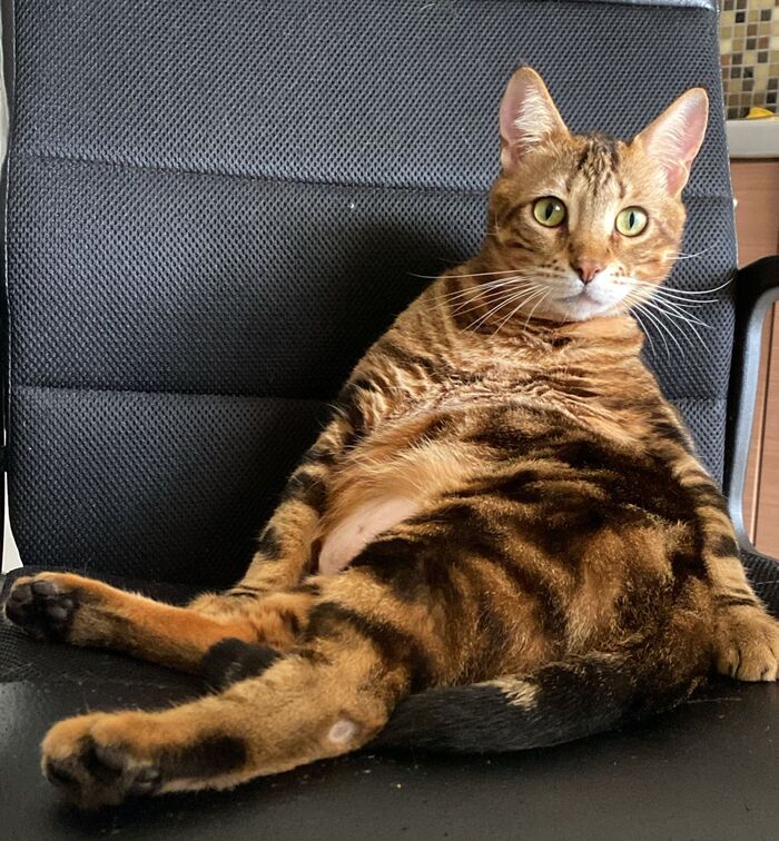 ��� "�������"