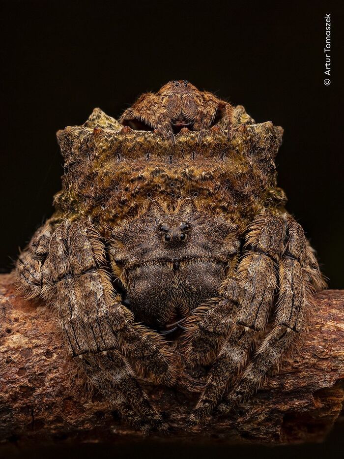 ���������� ����������� ����