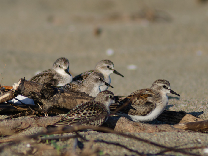 ��������)