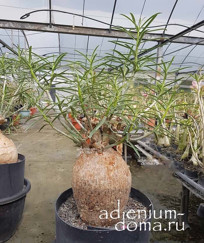 adenium somalense crispum
