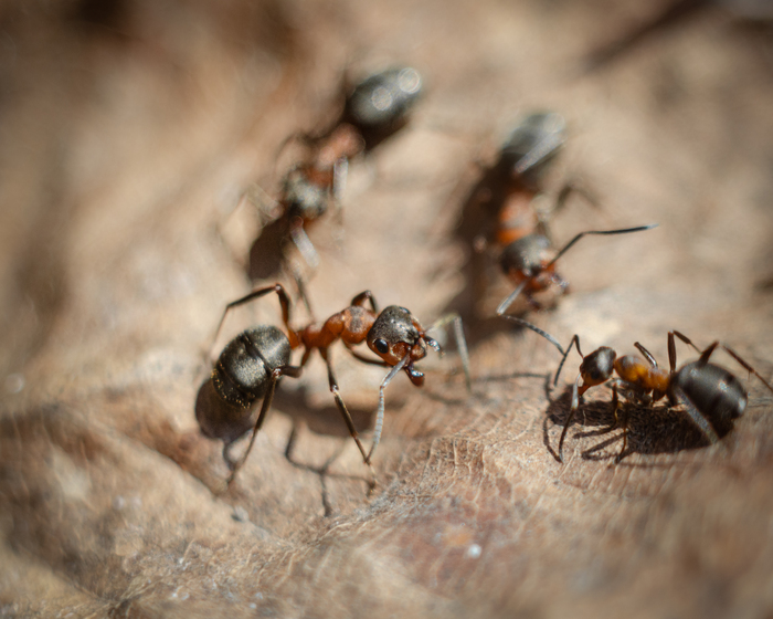 ������ �����...