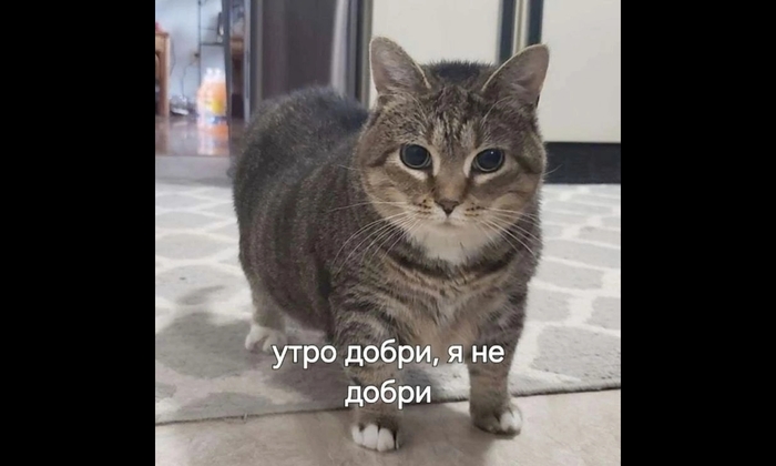 Я по утрам