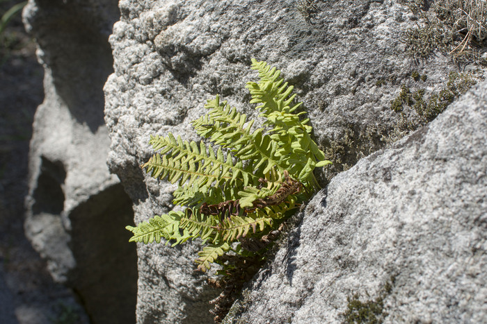 ���������� ���������