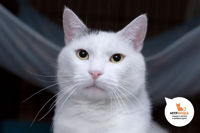 Кот Силли, 6 лет, найден на улице.
