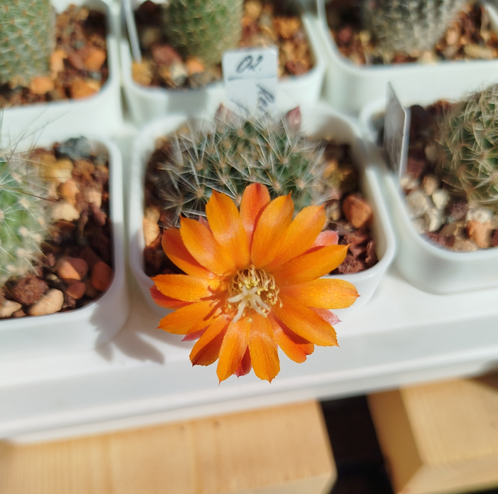 Rebutia flavistyla FR 756