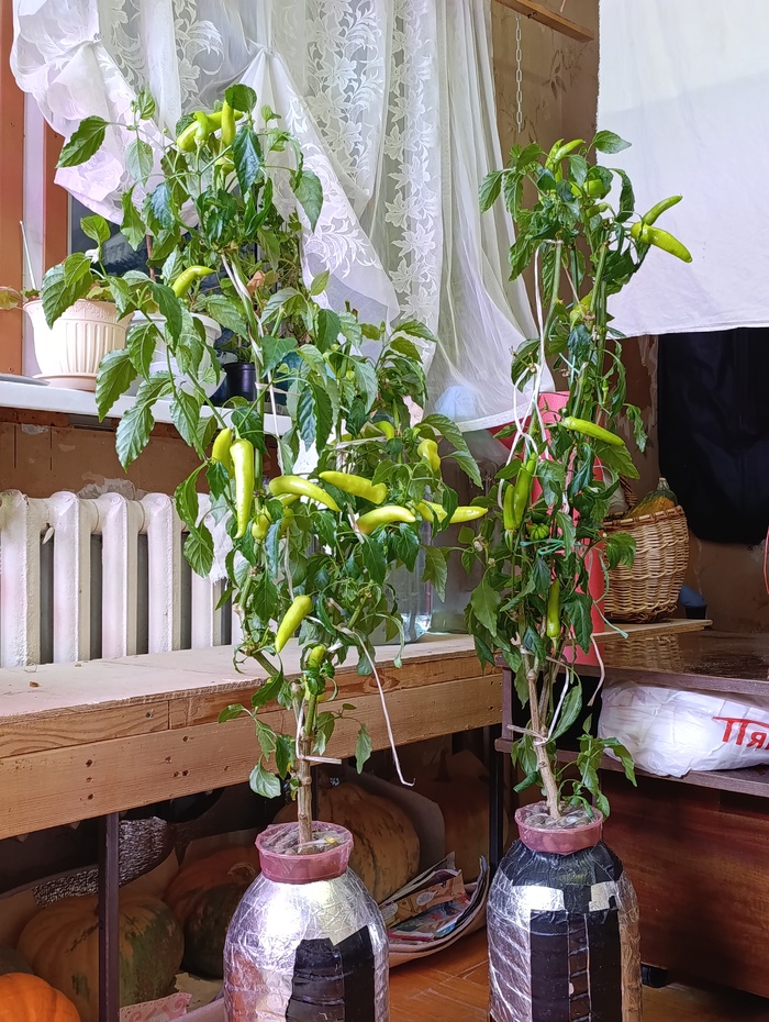 2�� ���������� ������. ������ �� ����������� ��� �������, ����� �������� � ������ 2025. �������� ����������� - ������ �� ������ ��� ������ ������ �������� �������� �������� � ��������� ����������. ������ ������������� - ����� �������� ���� � 2, ��� � �����