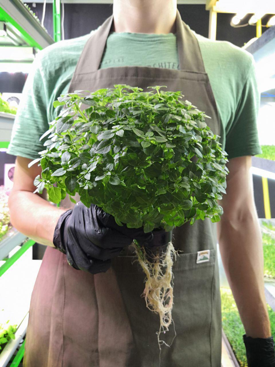 Is it possible to get a grant for a vertical farm? I'm exploring all the options. - Grants, Government support, Business, Farming, Longpost