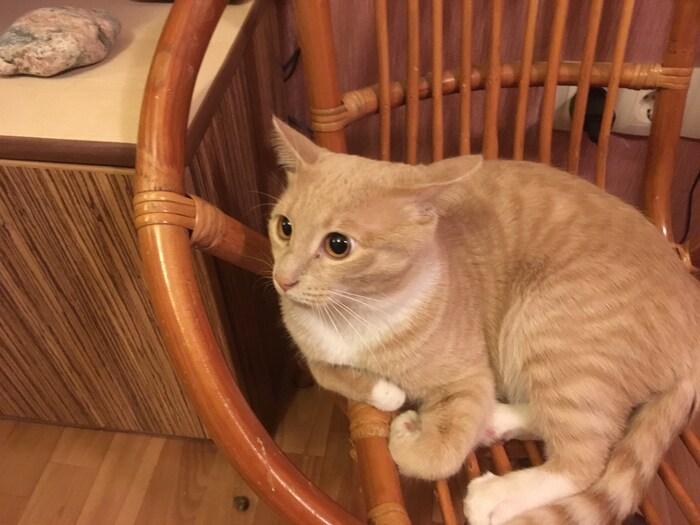 ������ ������