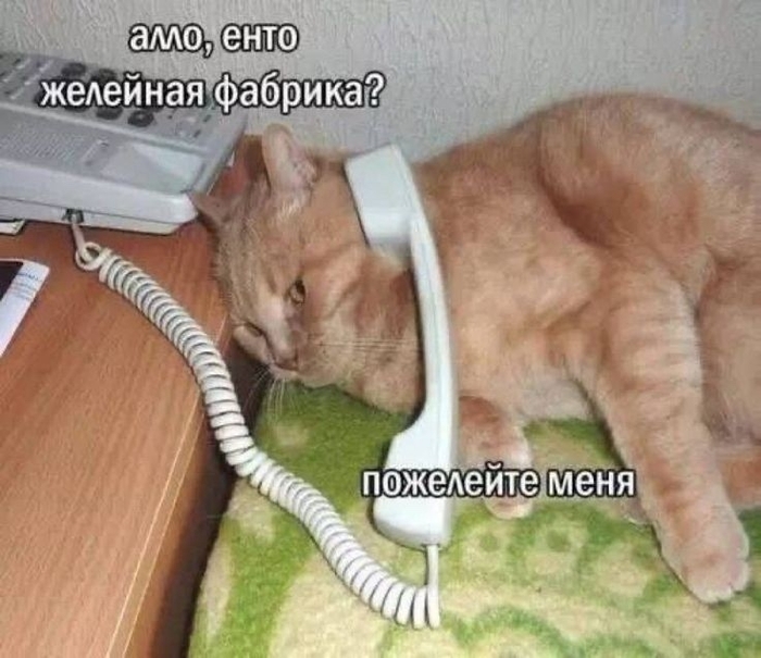 Звонок на желейную фабрику