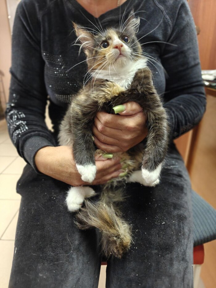 Привет из дома от Цири, которую с мамой, братом и сестрой выкинули в замотанной коробке