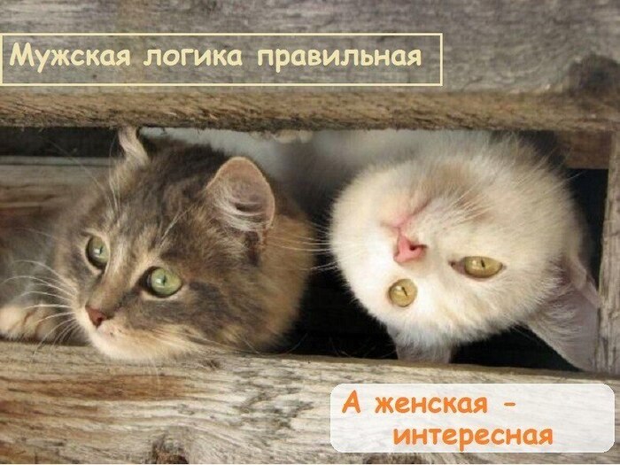 ���� ��������� �������