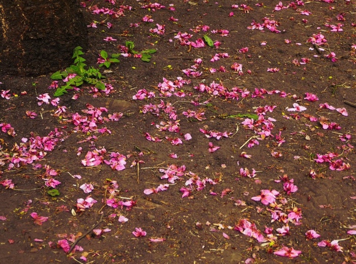 ���� ������, ���� ����������.