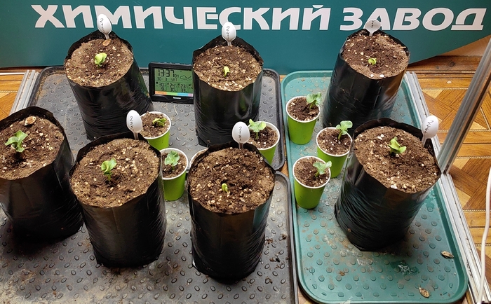 Проросли все… Абсолютно все…