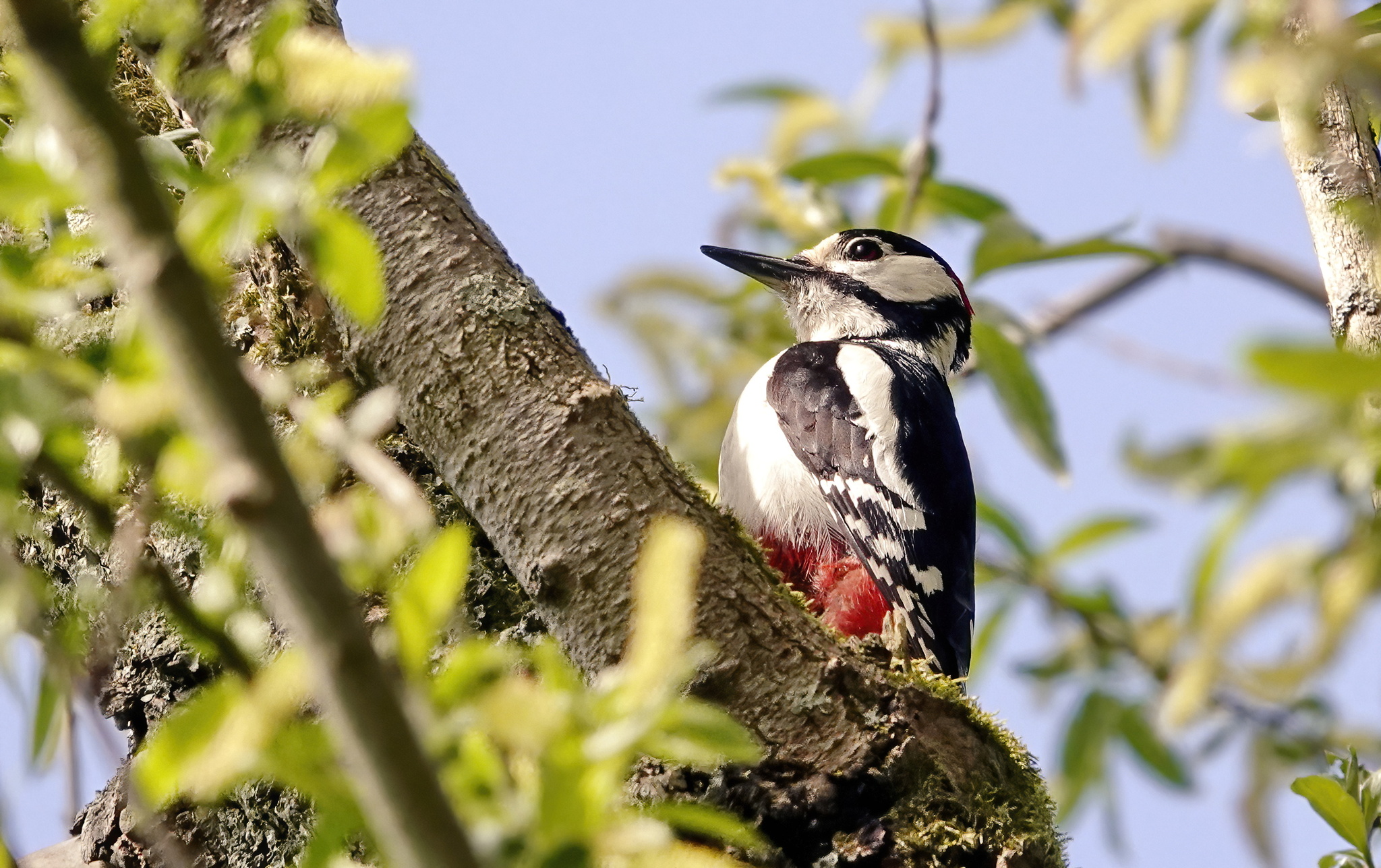 Woodpecker - My, Netherlands (Holland), The photo, Nature, Birds, Great spotted woodpecker