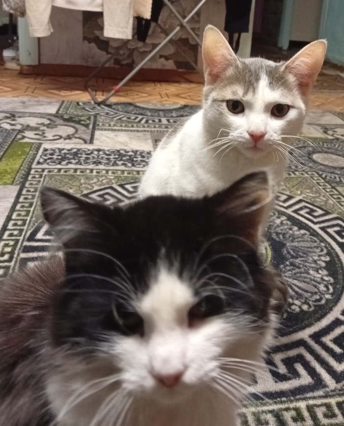 Тимофей и Дульсинея