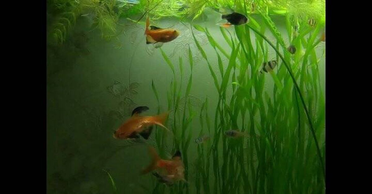 Aquarium. Fire barbs - Series Underwater world, My, Aquarium, Aquarium, Aquarium fish, Barbs, Video, Video VK