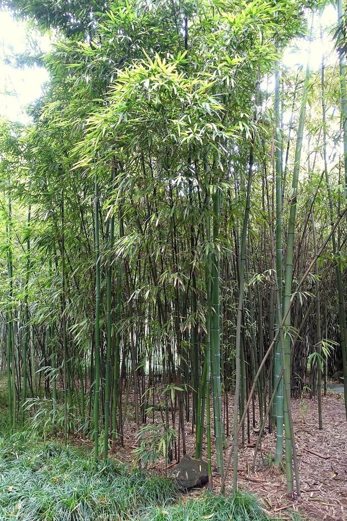 ������ Phyllostachys iridescens. ���� � ����� <!--noindex--><a href="https://pikabu.ru/story/zhilet_iz_bambuka_13847421?u=http%3A%2F%2Fwikidata.org&t=wikidata.org&h=f069eb62ee6c3b007fd1acd31933a72bd4cf3daa" title="http://wikidata.org" target="_blank" rel="nofollow noopener">wikidata.org</a><!--/noindex-->.