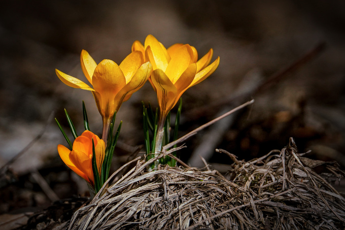 �������� �������