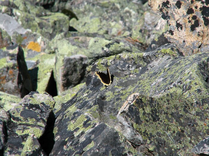 � ���������� �� ������ ������� ������� �������-���������.