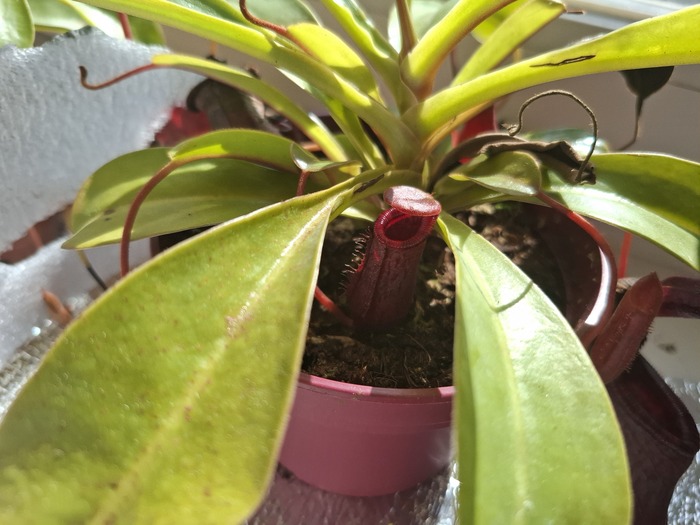 � ��� ����������